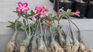 Adenium Plants