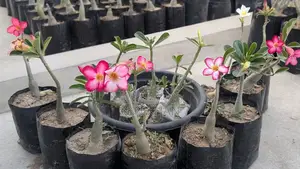 Adenium Plants