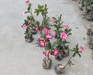 Adenium Plants