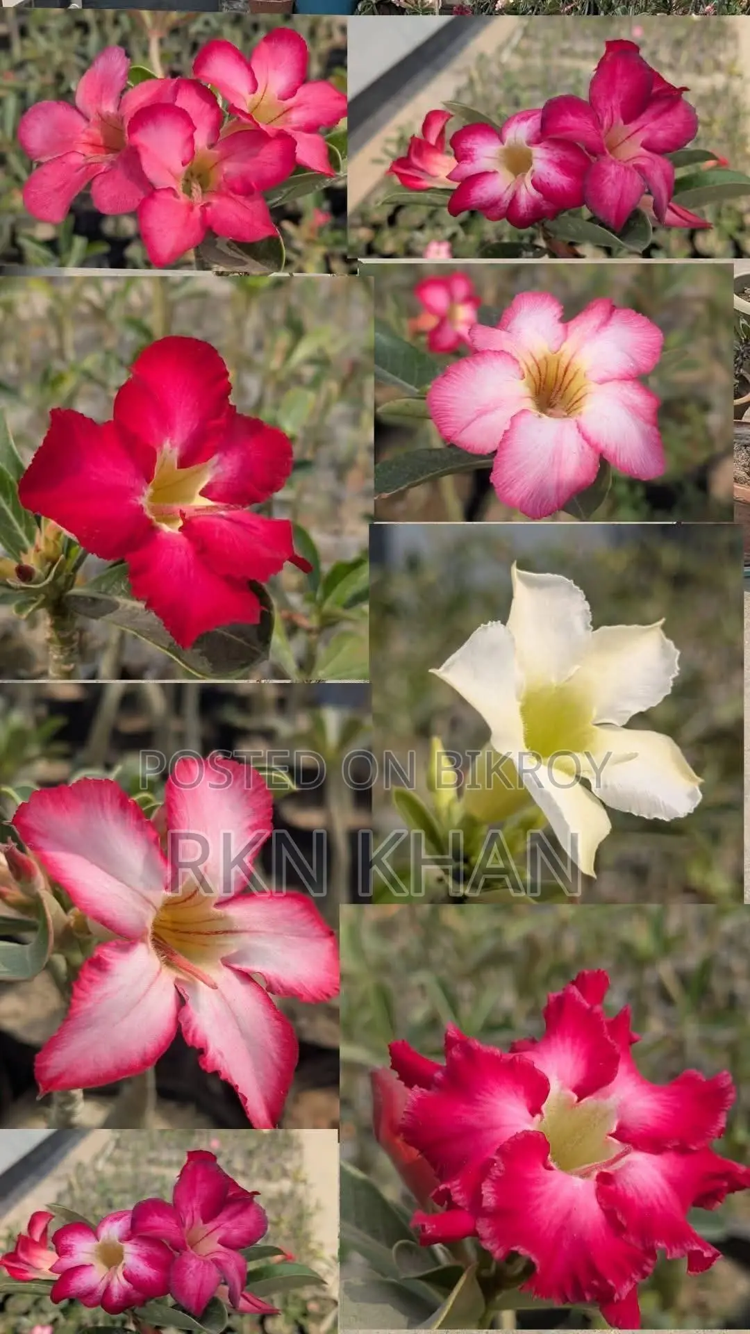 Adenium Plants