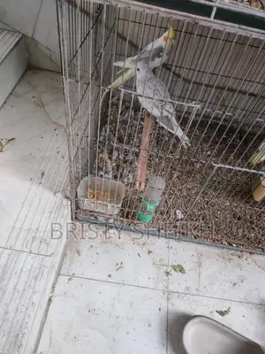 Cockatiel Bird