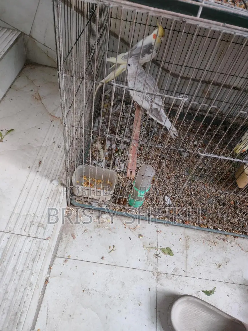 Cockatiel Bird