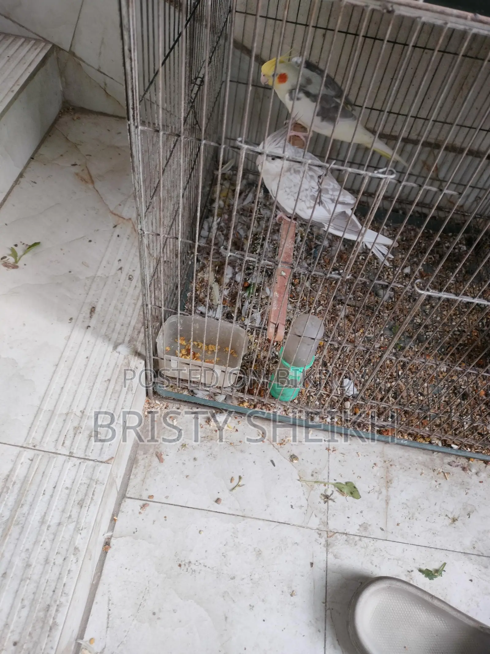 Cockatiel Bird