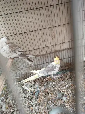 Cockatiel Bird