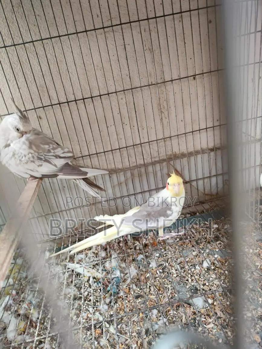 Cockatiel Bird