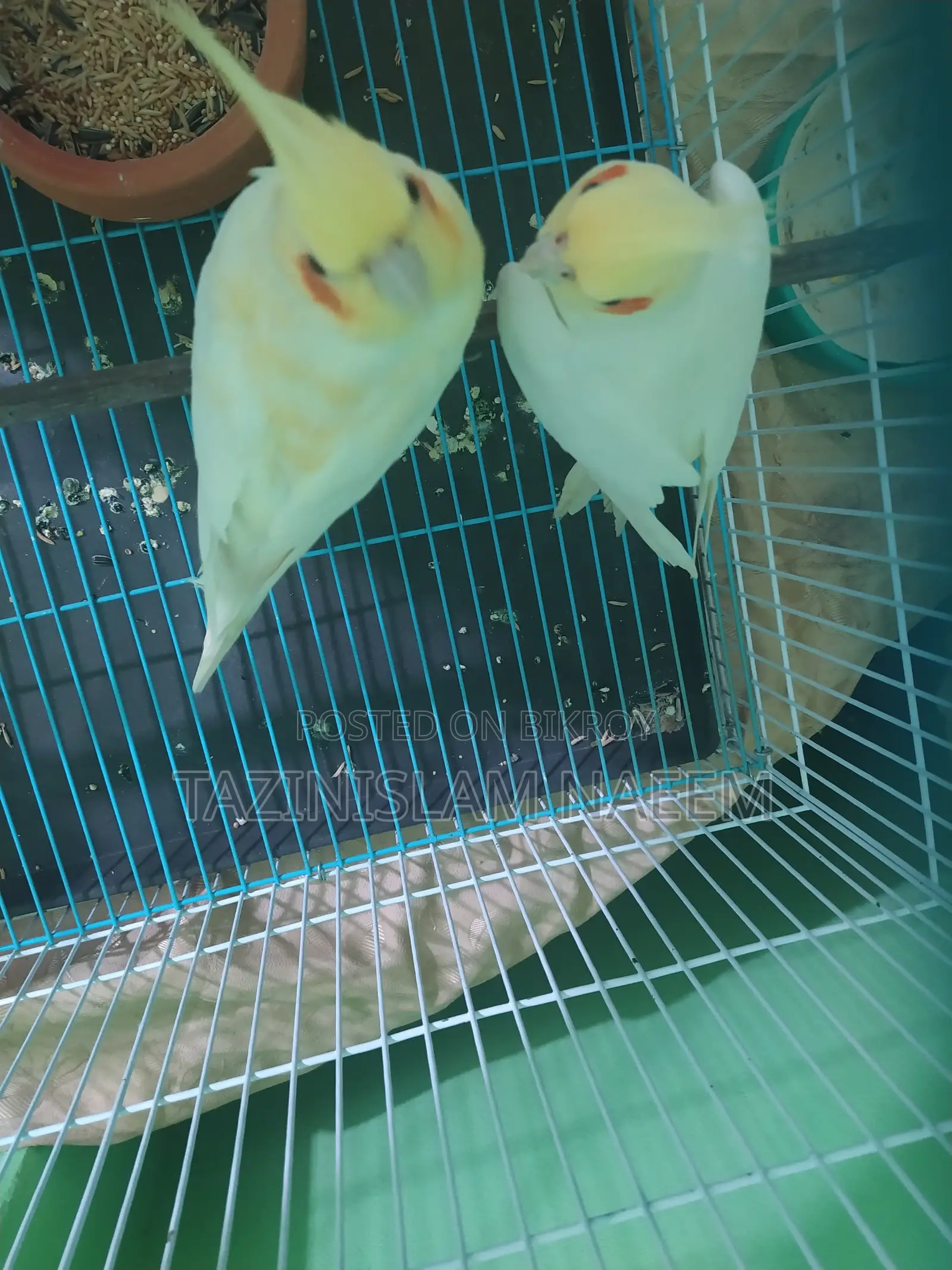 Lutino Cockatiel, Running Pair