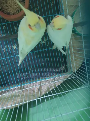 Lutino Cockatiel, Running Pair