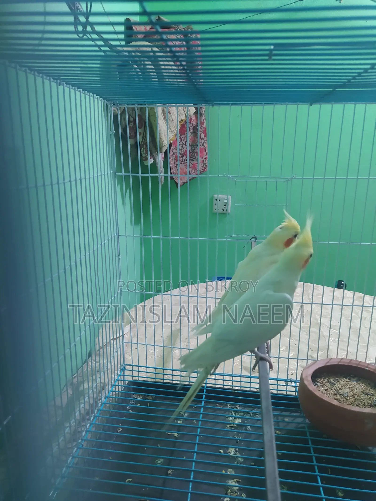 Lutino Cockatiel, Running Pair