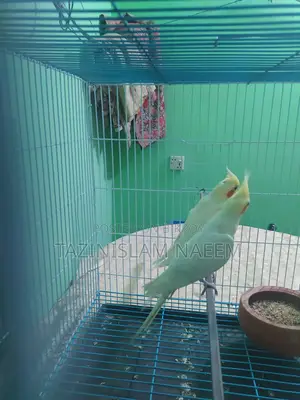 Lutino Cockatiel, Running Pair