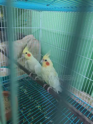 Lutino Cockatiel, Running Pair