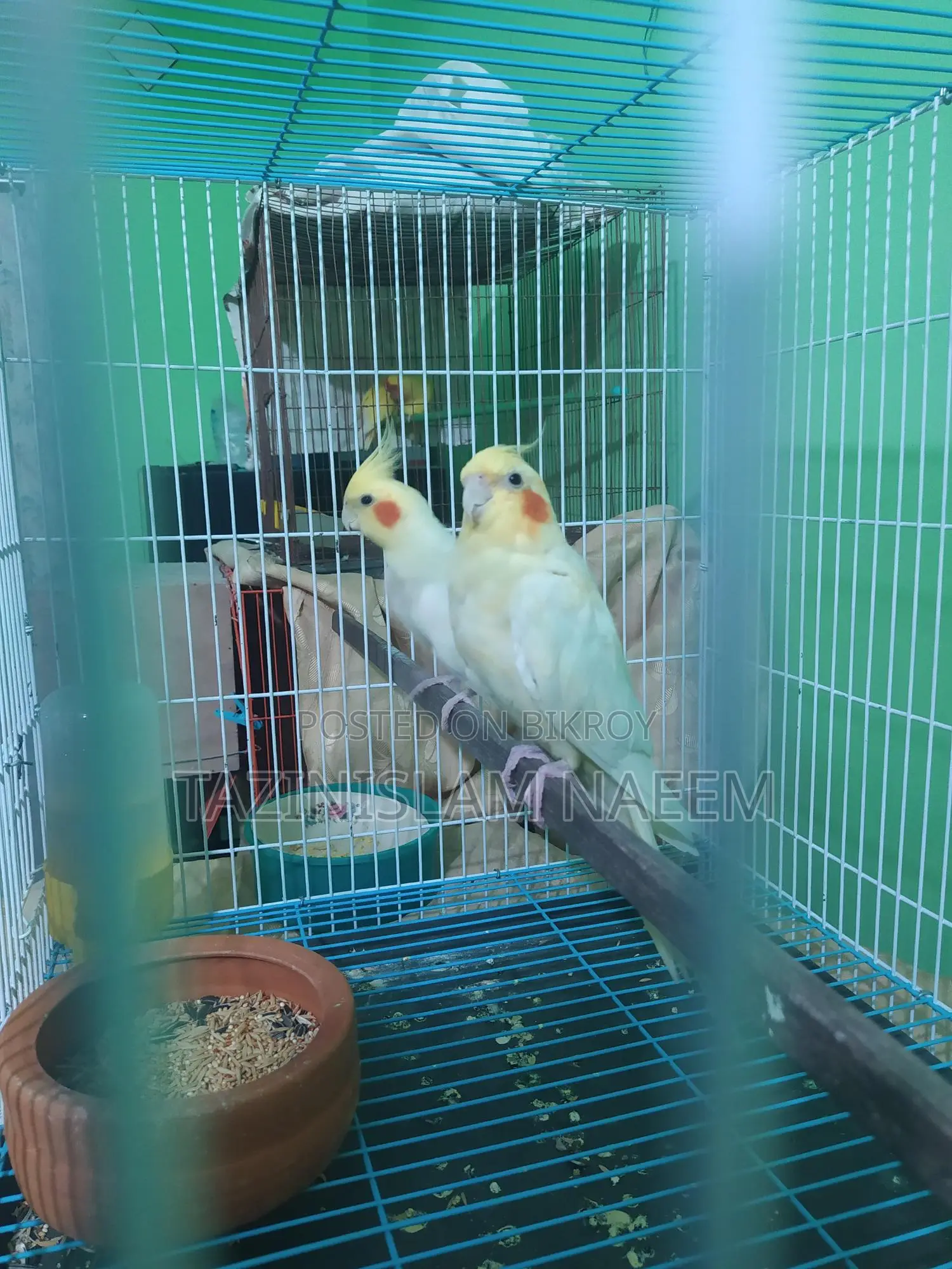 Lutino Cockatiel, Running Pair