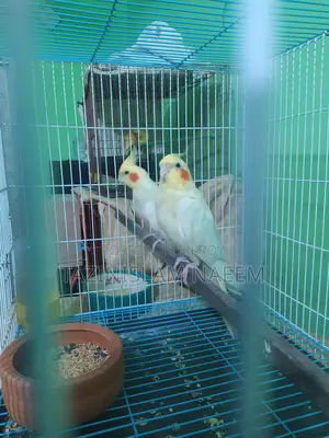 Lutino Cockatiel, Running Pair