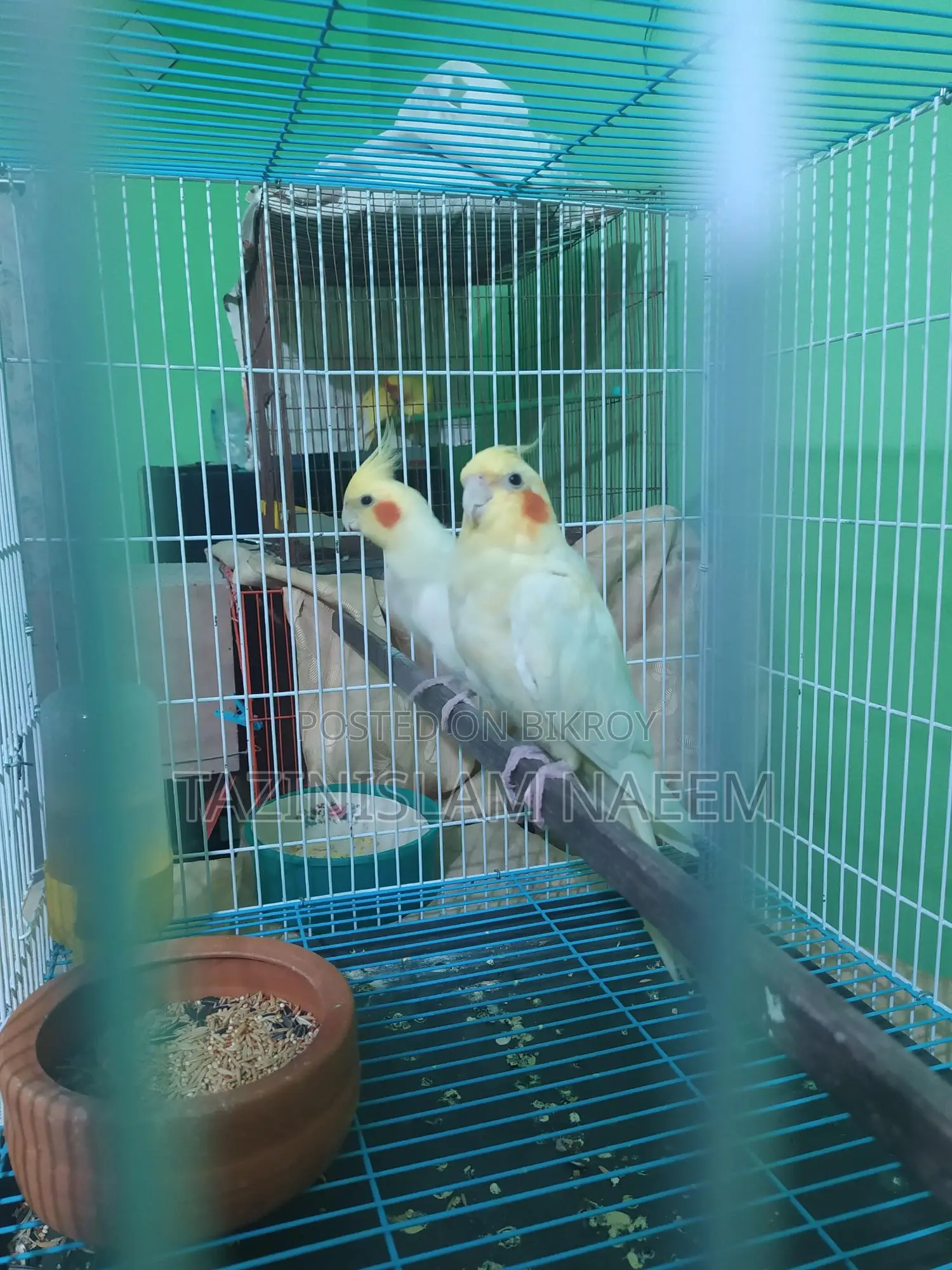 Lutino Cockatiel, Running Pair