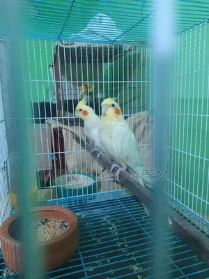 Lutino Cockatiel, Running Pair