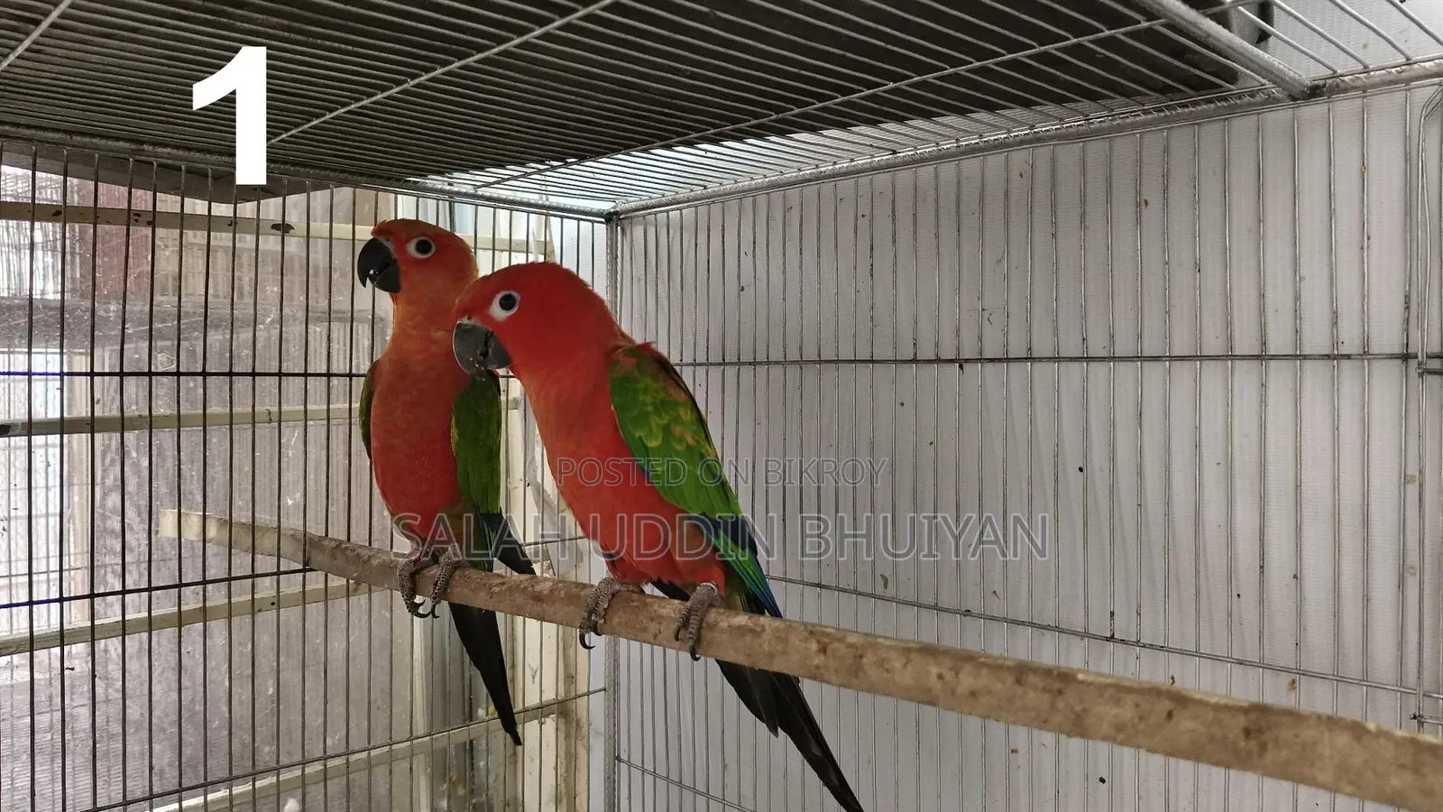 Sun Conure Baby