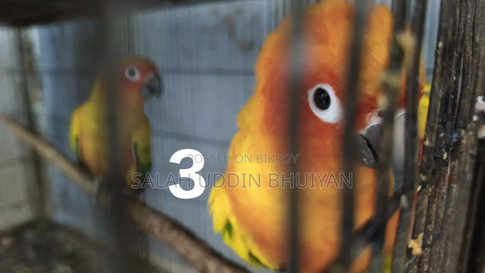 Sun Conure Baby