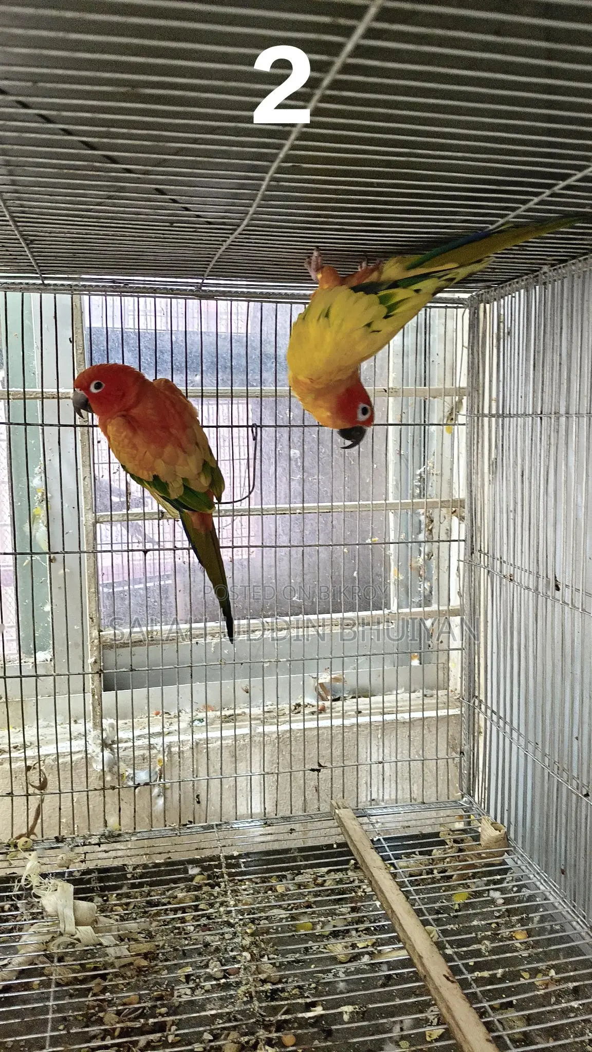 Sun Conure Baby