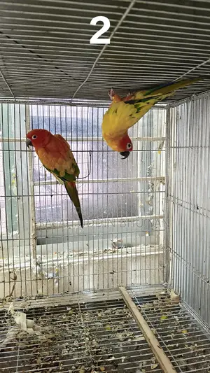 Sun Conure Baby