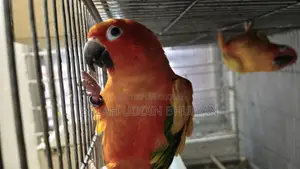 Sun Conure Baby