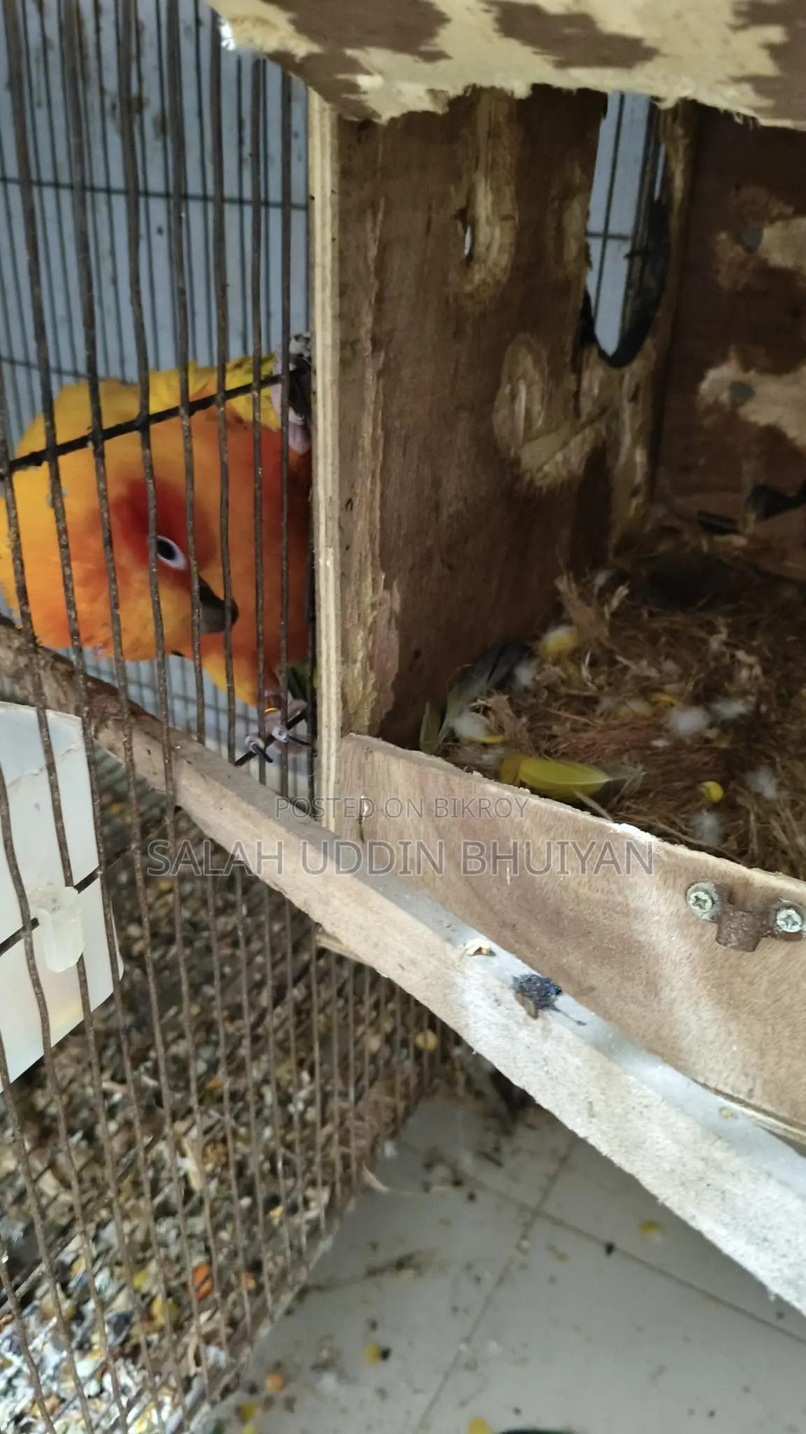 Sun Conure Baby