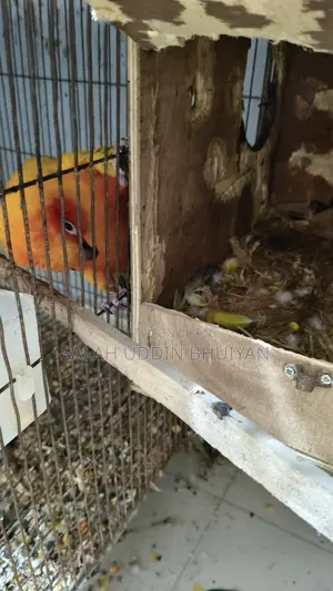 Sun Conure Baby