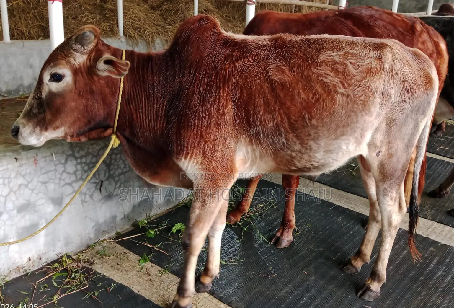 Cattle for Sale