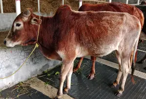 Cattle for Sale