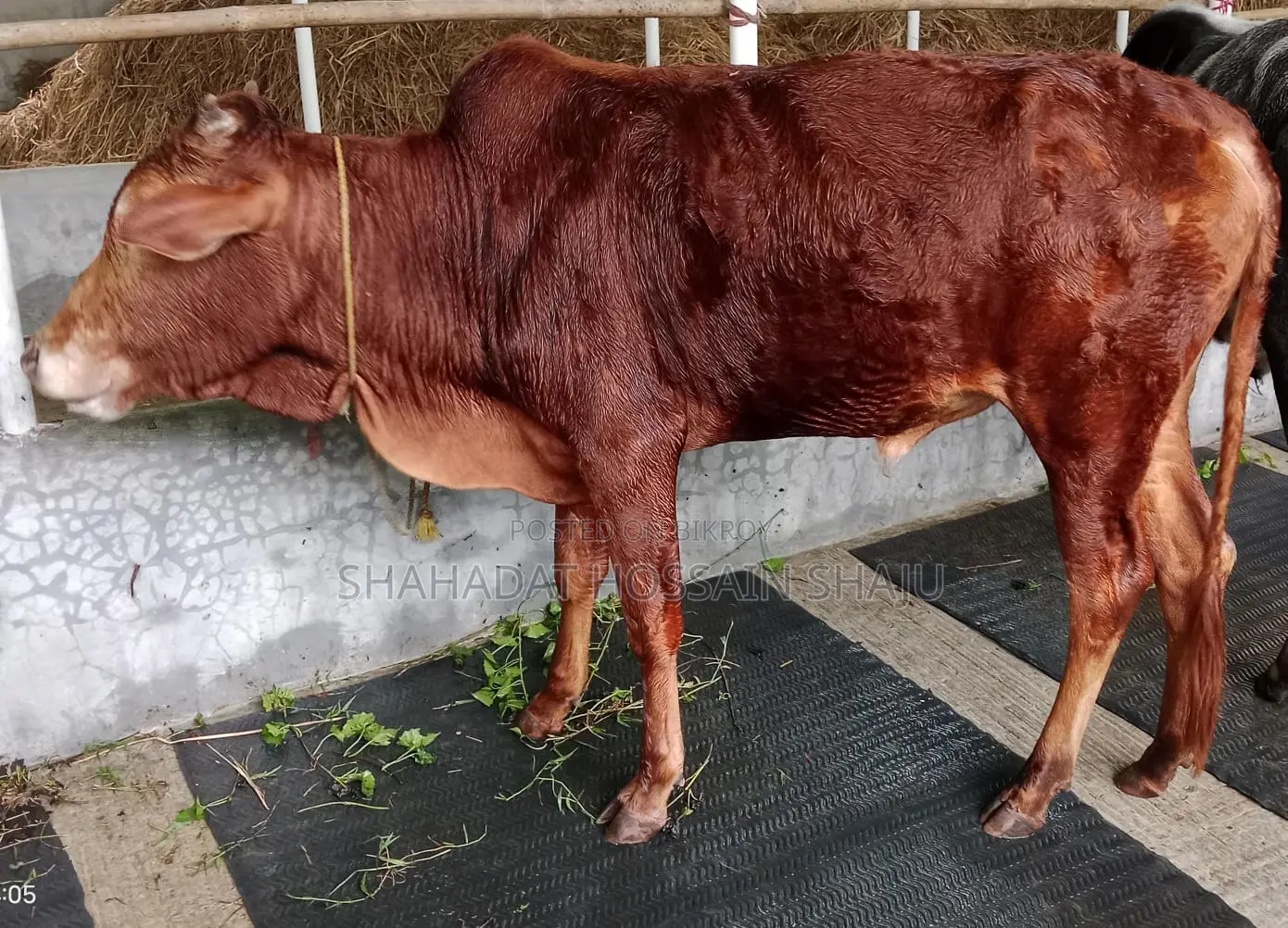 Cattle for Sale