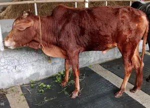 Cattle for Sale