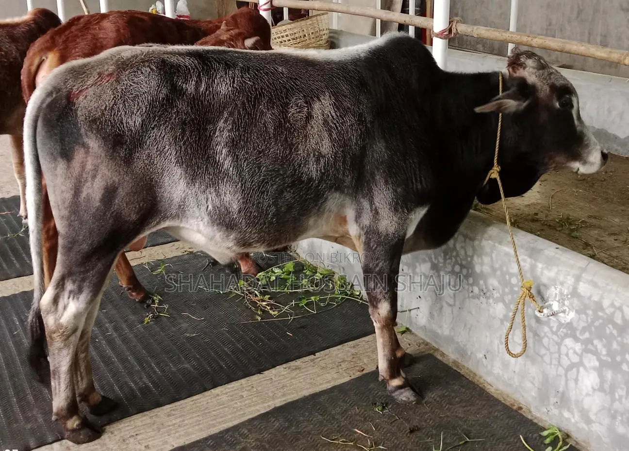 Cattle for Sale