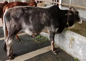 Cattle for Sale