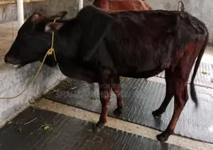 Cattle for Sale