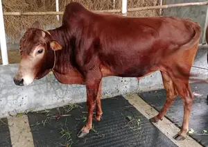 Cattle for Sale