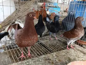 কবুতর বিক্রি