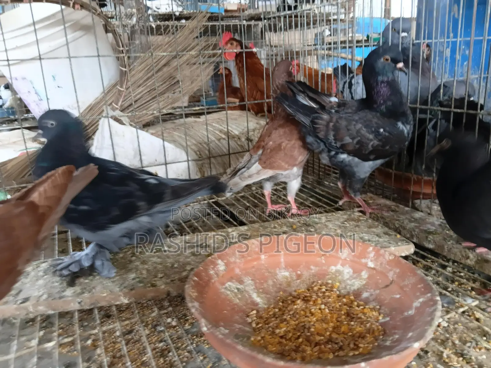 কবুতর বিক্রি