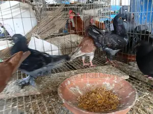 কবুতর বিক্রি