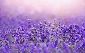 Lavender Seeds