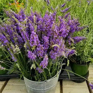 Lavender Seeds