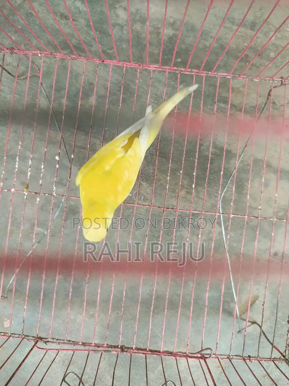 Lutino Red Eye Running Female