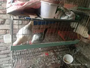 পাখির খাচা বিক্রি হবে।
