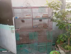 পাখির খাচা বিক্রি হবে।