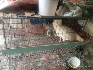 পাখির খাচা বিক্রি হবে।
