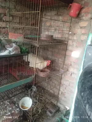 পাখির খাচা বিক্রি হবে।