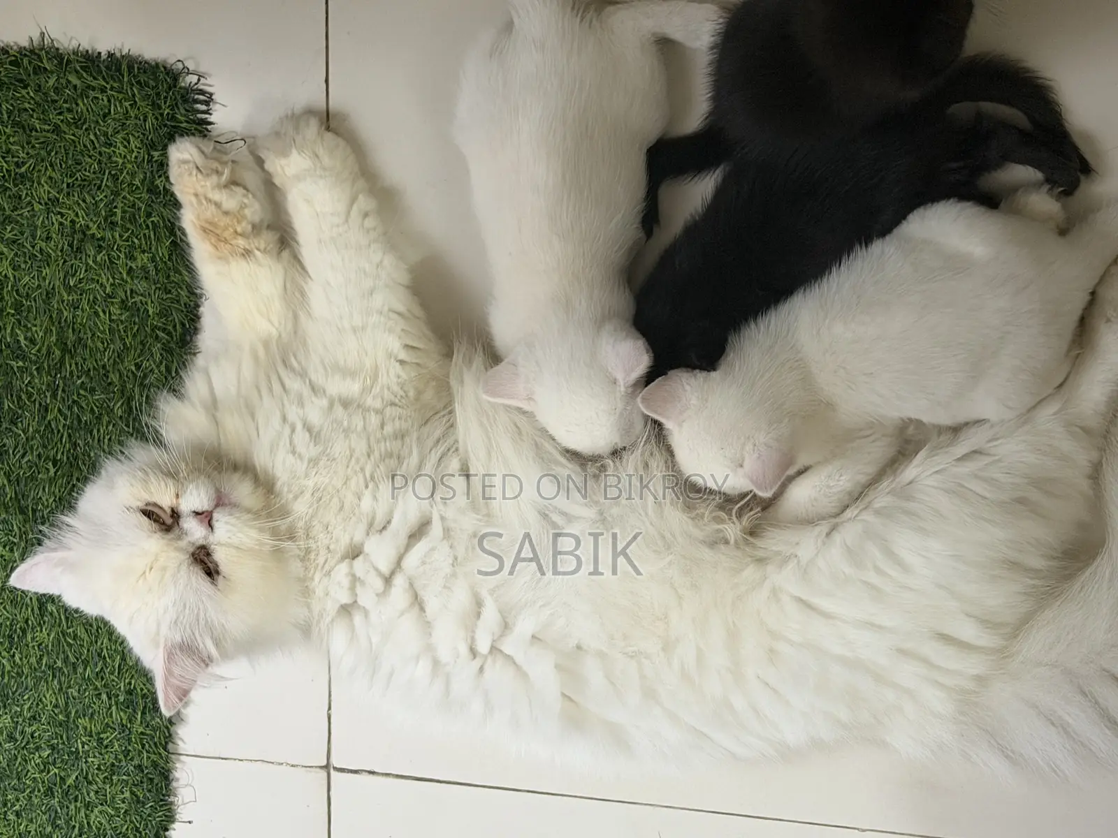 Mixed Persian Kitten for Sale