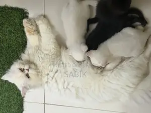 Mixed Persian Kitten for Sale