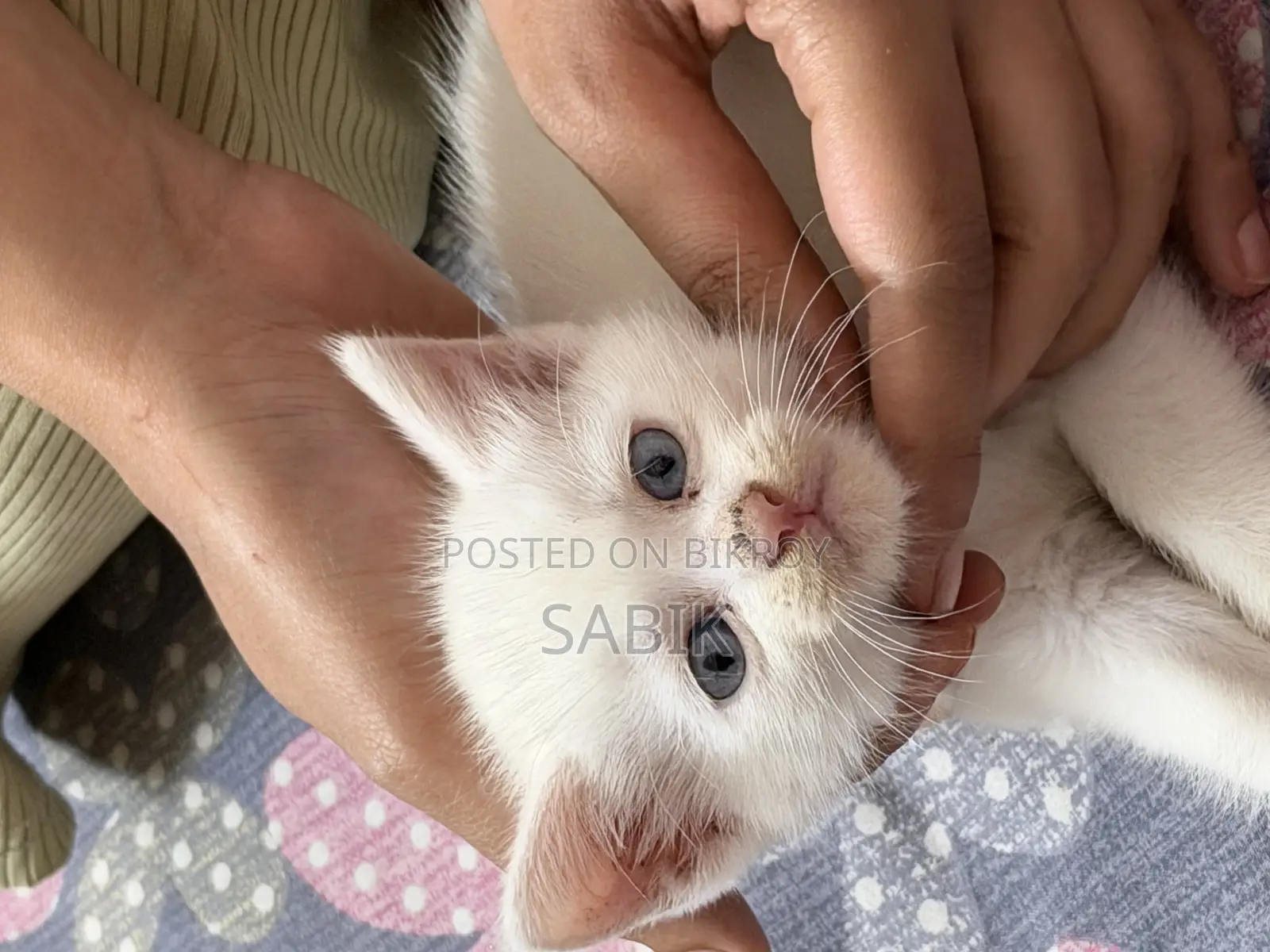 Mixed Persian Kitten for Sale