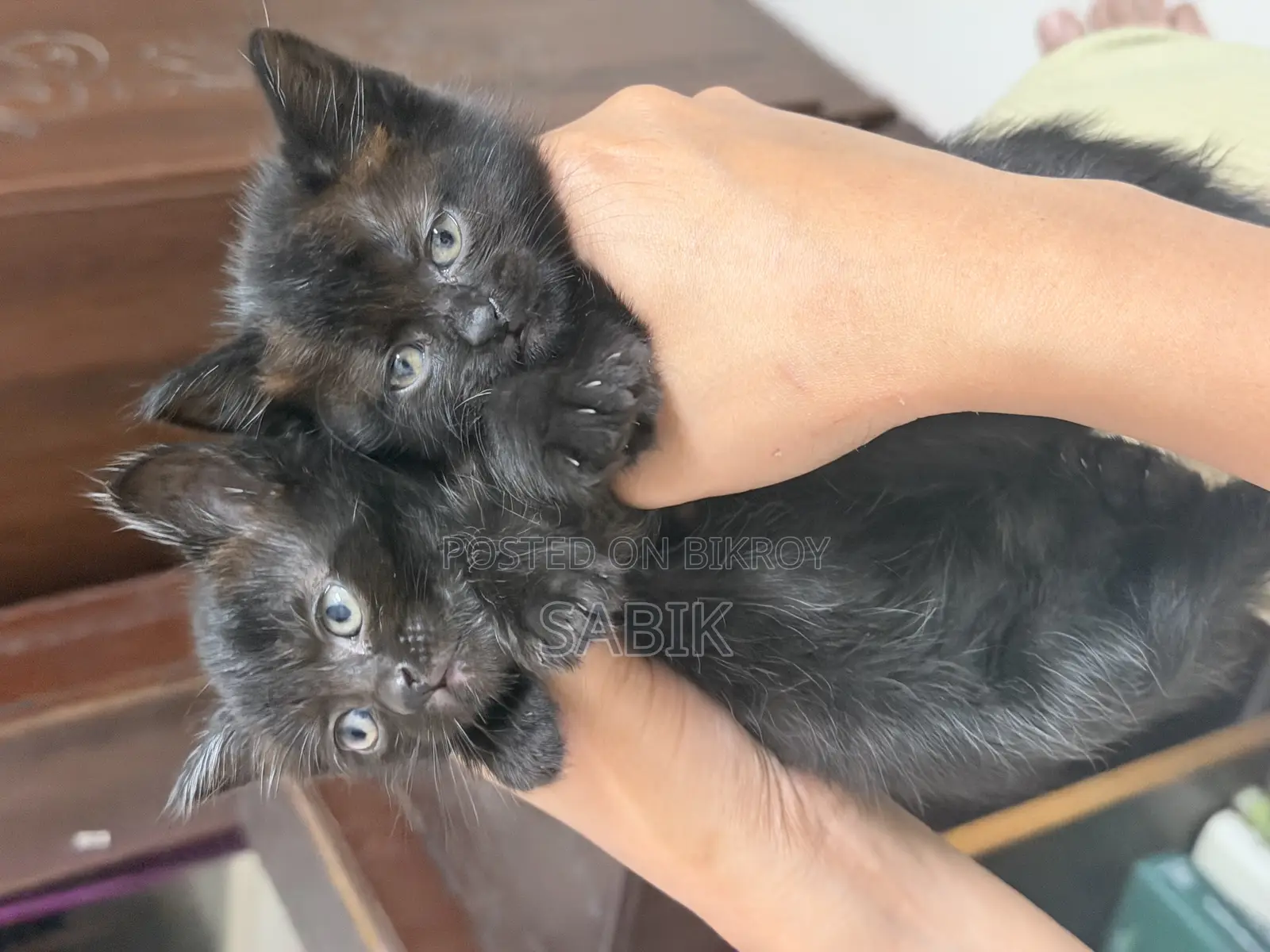 Mixed Persian Kitten for Sale