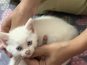 Mixed Persian Kitten for Sale