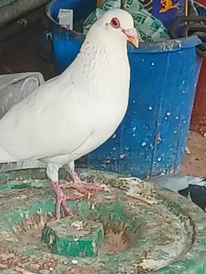 Bagdadi Huma