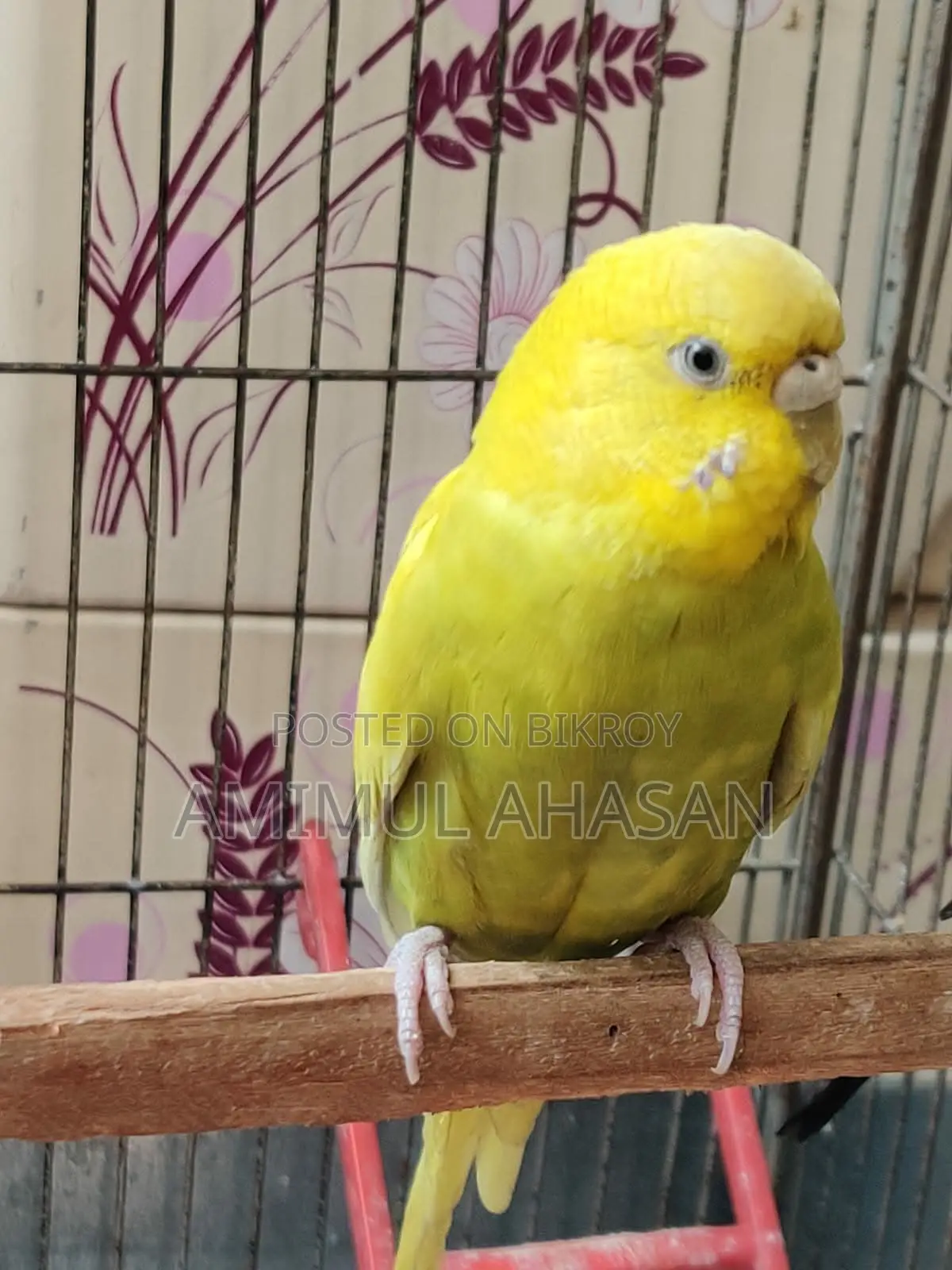 Budgerigar Female Bird with 3 Seed Hoppers and Water Pot